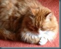Jimmy died a ripe old age - great cat