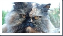 Pamela - one of Peter and Maureen Scargill's cats