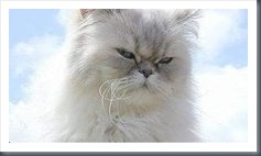 Lillie - one of Peter and Maureen Scargill's cats